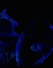 Filename=Stranger_Things_S04E09_mp46332.jpg
Filesize=324KiB
Dimensions=1920x960
Date added=Jul 04, 2022 Stranger_Things_S04E09_mp46332.jpg