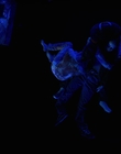 Filename=Stranger_Things_S04E09_mp46338.jpg
Filesize=197KiB
Dimensions=1920x960
Date added=Jul 04, 2022 Stranger_Things_S04E09_mp46338.jpg