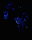 Filename=Stranger_Things_S04E09_mp46342.jpg
Filesize=170KiB
Dimensions=1920x960
Date added=Jul 04, 2022 Stranger_Things_S04E09_mp46342.jpg