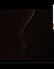 Filename=2021-07-13_-_Netflix_Film_-_Fear_Street_Interview_mp42695.jpg
Filesize=240KiB
Dimensions=1920x1080
Date added=Dec 19, 2022 2021-07-13_-_Netflix_Film_-_Fear_Street_Interview_mp42695.jpg