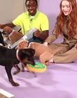 Filename=2022-05-27_-_BuzzFeed_Celeb_-_The_Cast_of_Stranger_Things_Plays_With_Puppies_mp42641.jpg
Filesize=796KiB
Dimensions=1920x1080
Date added=Jul 12, 2022 2022-05-27_-_BuzzFeed_Celeb_-_The_Cast_of_Stranger_Things_Plays_With_Puppies_mp42641.jpg